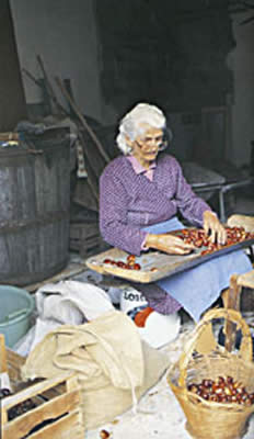 La capatura delle Castagne